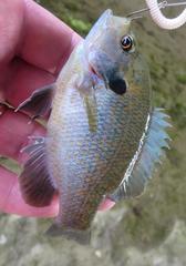 Lepomis miniatus