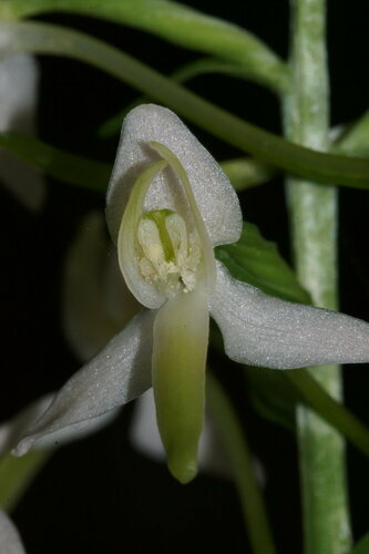 Platanthera bifolia (L.) Rich.