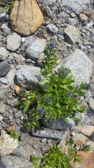 Veronica alpina