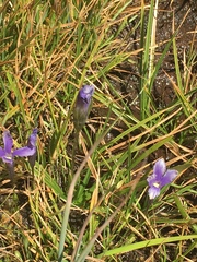 Gentianopsis simplex