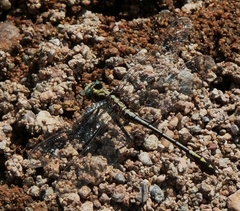 Dromogomphus spinosus