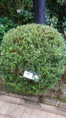 Buxus sinica