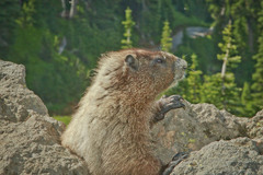 Marmota