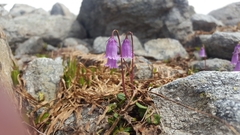 Soldanella pusilla