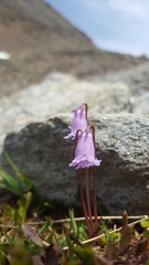 Soldanella pusilla
