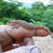 Country Leaf-toed Gecko - Photo (c) Wilton Oliveira Matos, some rights reserved (CC BY-NC-ND), uploaded by Wilton Oliveira Matos