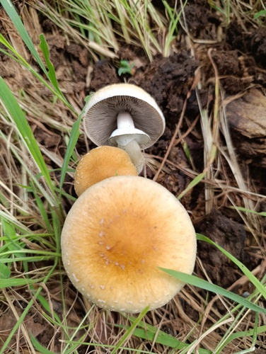 Magic Mushroom