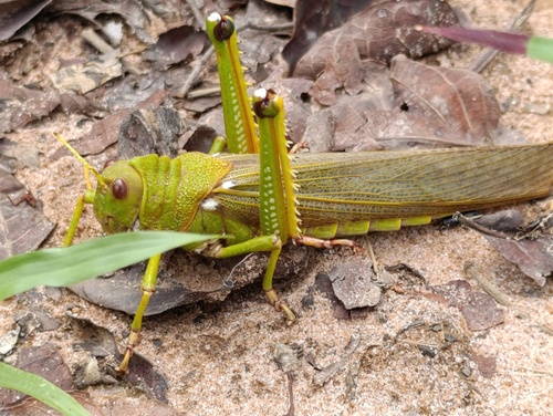 Violet-winged Grasshopper