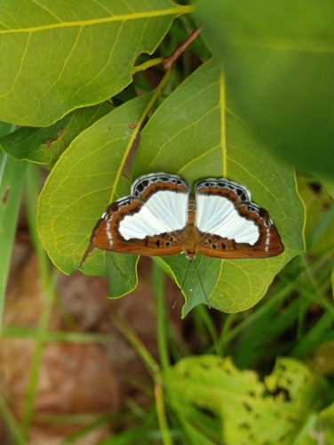 False Nymphidium