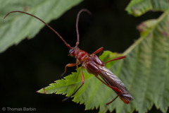 Necydalis laevicollis