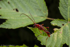 Necydalis laevicollis