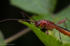 Necydalis laevicollis