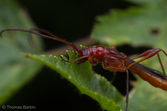 Necydalis laevicollis