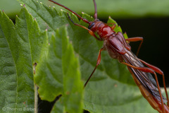 Necydalis laevicollis