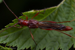 Necydalis laevicollis