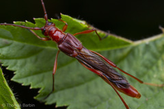 Necydalis laevicollis