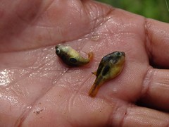 Dwarf Indian Puffer photo 4