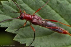 Necydalis laevicollis