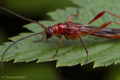 Necydalis laevicollis