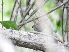 Uropsila leucogastra