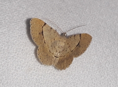 Frederickia flaviterminata