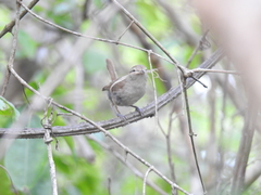 Uropsila leucogastra