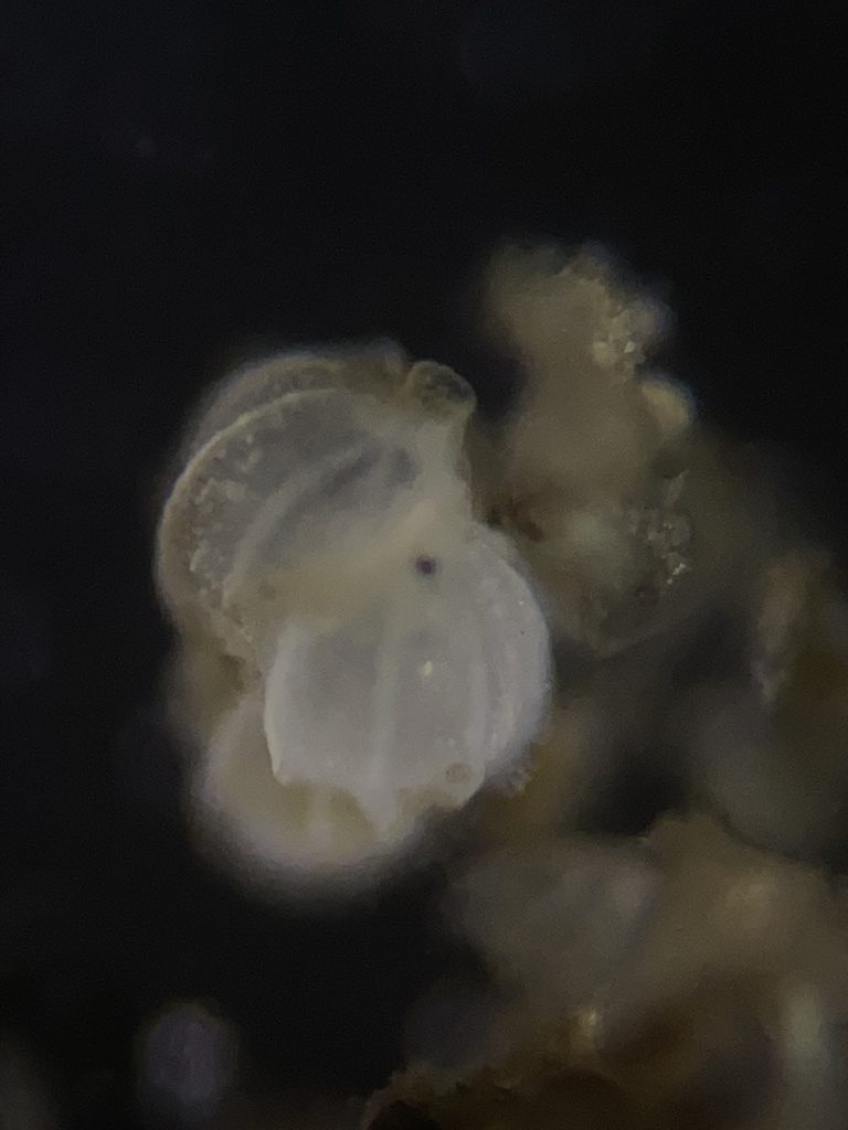 Uvigerina mediterranea