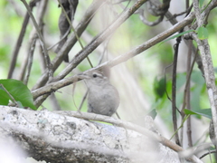 Uropsila leucogastra