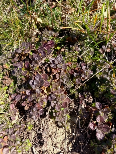 Image of Teucrium pyrenaicum by (c) Tim Johnson, some rights reserved (CC BY)