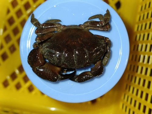 イソオウギガニ