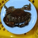 イソオウギガニ
