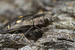 Phaenops