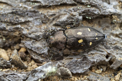 Phaenops