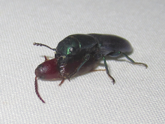Temnoscheila acuta
