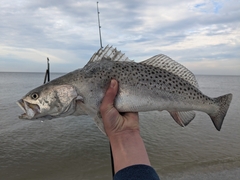 Spotted Seatrout photo 1