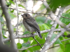 Granatellus venustus