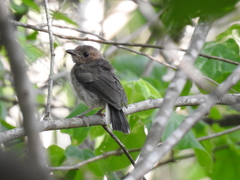 Granatellus venustus