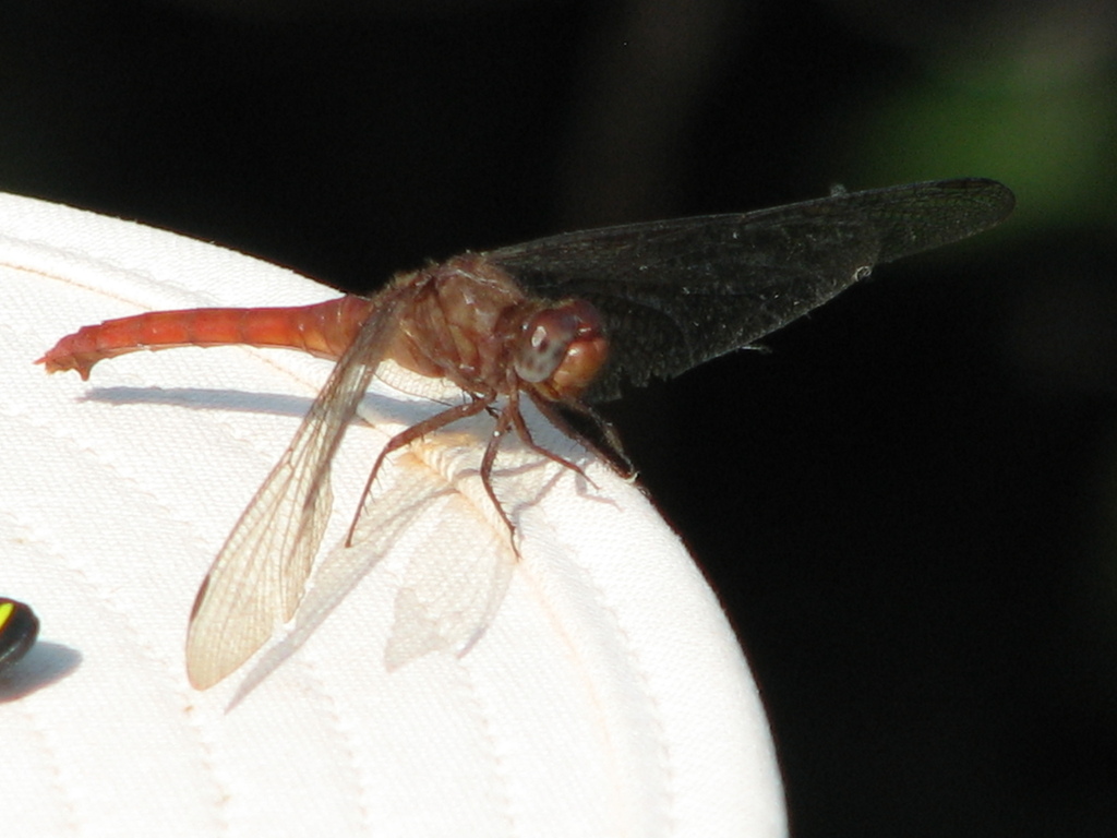 Claret Pondhawk