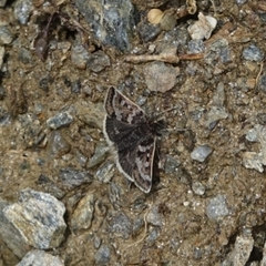 Metaxmeste schrankiana