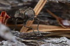Phaenops