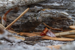 Phaenops