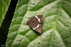 Alampla arcifraga