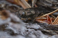 Phaenops