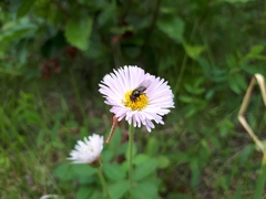 Erigeron glabellus pubescens