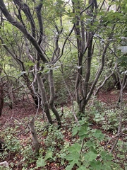 Amelanchier canadensis