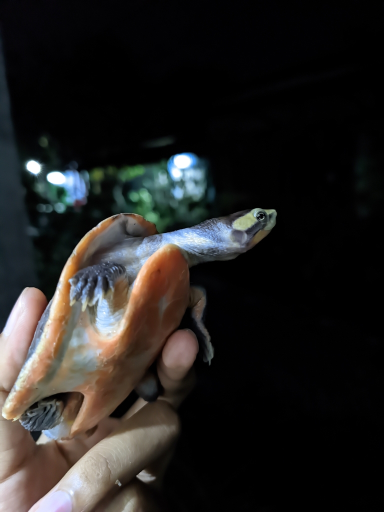 Red-bellied Short-necked Turtle (Emydura subglobosa)