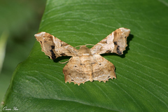 Krananda oliveomarginata