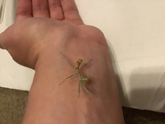 Mantodea