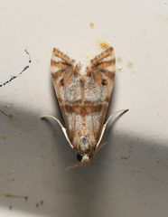 Petrophila bifascialis