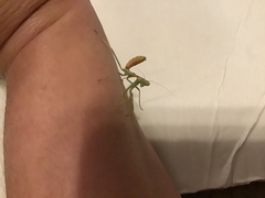 Mantodea